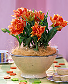 Tulipa 'Orange Princess' (tulip) blooming