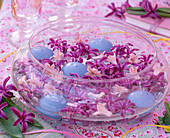 Hyacinthus (rosa und lila Hyazinthenblüten)