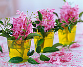 Hyacinthus (pink hyacinths)