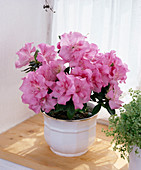 Azalea rosea