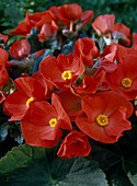 Begonia elatior hybrid