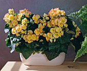 Begonia elatior hybrid 'annet'''