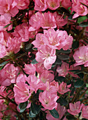 Azalea hybrid