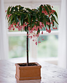 Begonia-Hybride