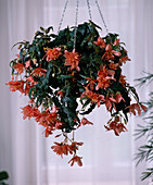 Begonia pendula F1 hybride