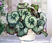 Begonia Rex Hybriden 'Olympica'