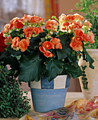 Begonia-Elatior hybrid