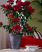 Bougainvillea spectabilis