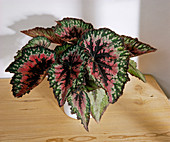 Begonia-Rex hybrid