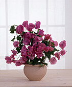 Bougainvillea spectabilis