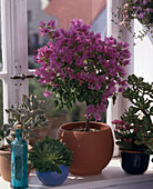 Bougainvillea glabra in terracotta pot