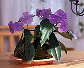 Brunfelsia pauciflora