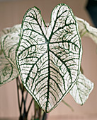 Caladium bicolor 'White Christmas' (variegated leaf)