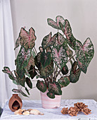 Caladium bicolor hybrids