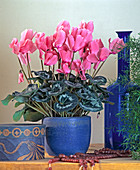 Cyclamen persicum