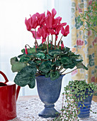 Cyclamen persicum