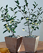 Camellia sinensis