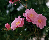 Camellia-Hybr. 'Barbara Clark'