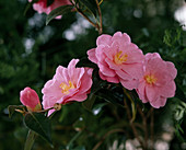 Camellia hybr. 'Barbara Clark'