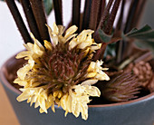 Blüte von Calathea rufibarba 'Wavestar' (Korbmaranthe)