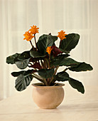 Calathea crocata (Blütenmarante, Korbmarante)