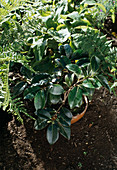 Potted Camellia Over The Summer