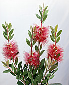 Callistemon