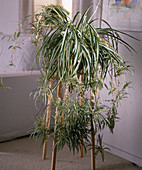 Chlorophytum comosum