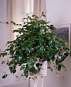 Cissus rhombifolia 'Ellen Danica' (Zimmerwein)