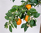 Citrus sinensis