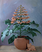 Clerodendron