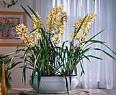 Cymbidium hybrid