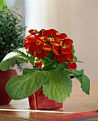 Calceolaria hybrid