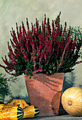 Calluna vulgaris (broom heather)