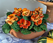 Calceolaria hybrid