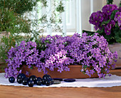 Campanula portenschlagiana