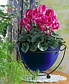 Cyclamen persicum