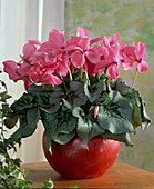 Cyclamen persicum (cyclamen)