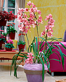 Cymbidium-Hybr. / Kahnorchidee