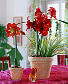 Hippeastrum hybrid