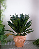 Cycas revoluta (Palmfarn , Japanischer Sagopalmfarn)