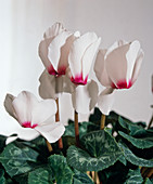 Cyclamen persicum