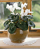 Cyclamen persicum