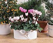 Cyclamen persicum