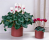 Cyclamen persicum