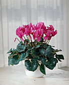 Cyclamen persicum