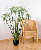 Cyperus papyrus (papyrus grass)