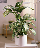 Dieffenbachia