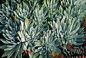 Dudleya brittonii