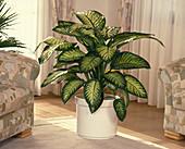 Dieffenbachia Sequine